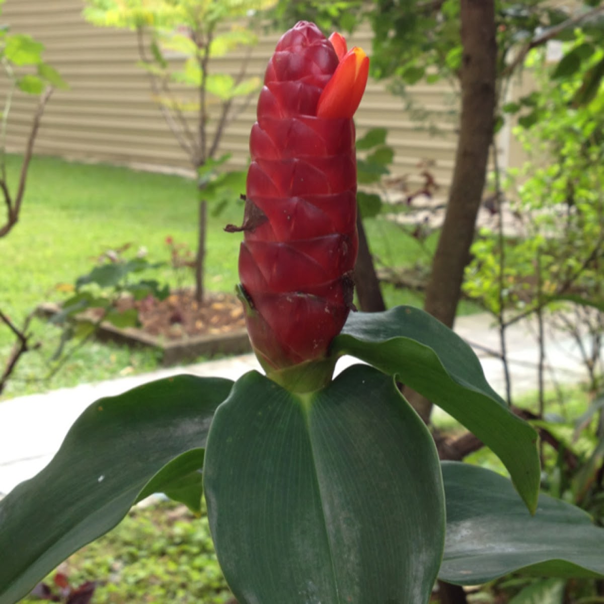 Torch Ginger Flower