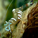 Magnificent Anemone Shrimp