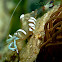 Magnificent Anemone Shrimp