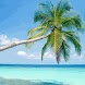 Palm On Caribbean Sea Beach