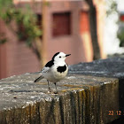 White Wagtail