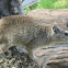 Yellow Spotted Rock Hyrax