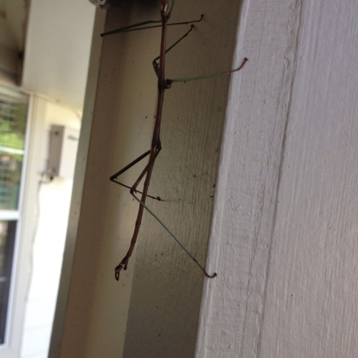 Walking stick