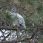 Wood Stork