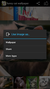 【免費媒體與影片App】Funny Cat Wallpaper-APP點子