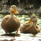 Mottled Duck (pair)