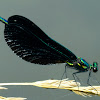 Ebony Jewelwing