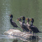 Double Cormorant