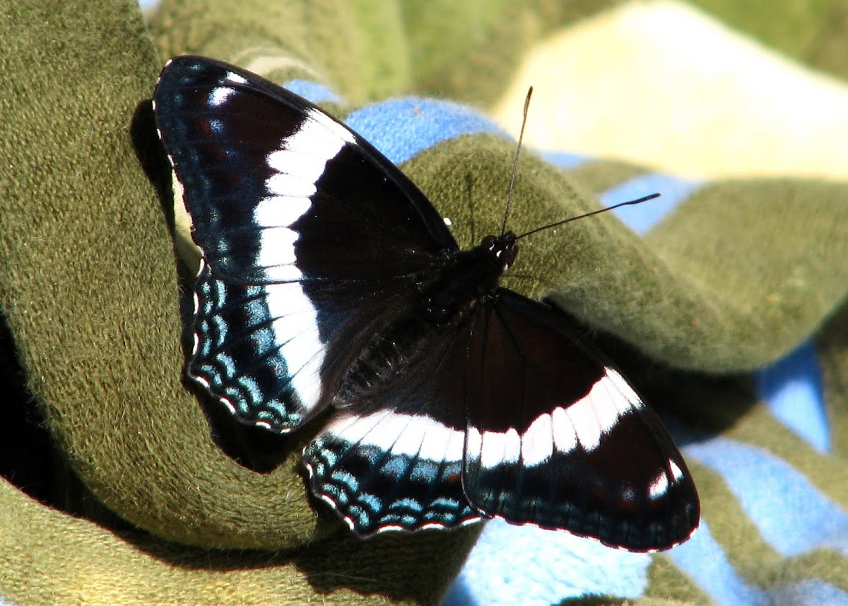 White Admiral  (Banded Purple)