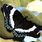 White Admiral  (Banded Purple)