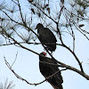 Black & Turkey vultures