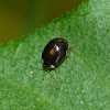 Marsh beetle