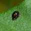 Marsh beetle