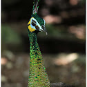 The Green Peafowl
