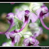 Elephanthead Lousewort