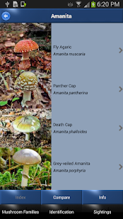 Mushroom Id: USA & Canada(圖2)-速報App