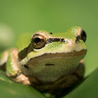 Pacific tree frog