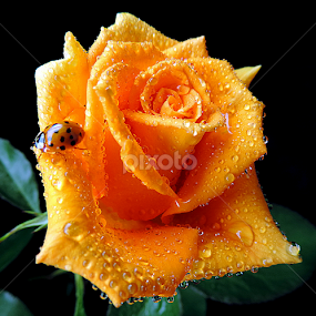 Favourite guest by Biljana Nikolic - Flowers Single Flower