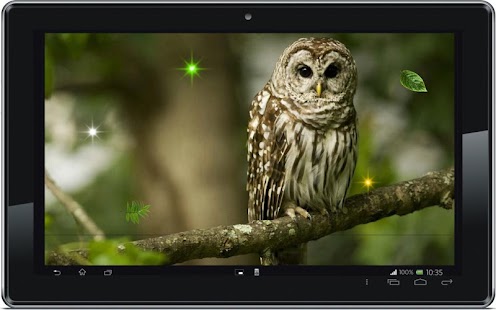 Funny Owl live wallpaper Screenshots 0