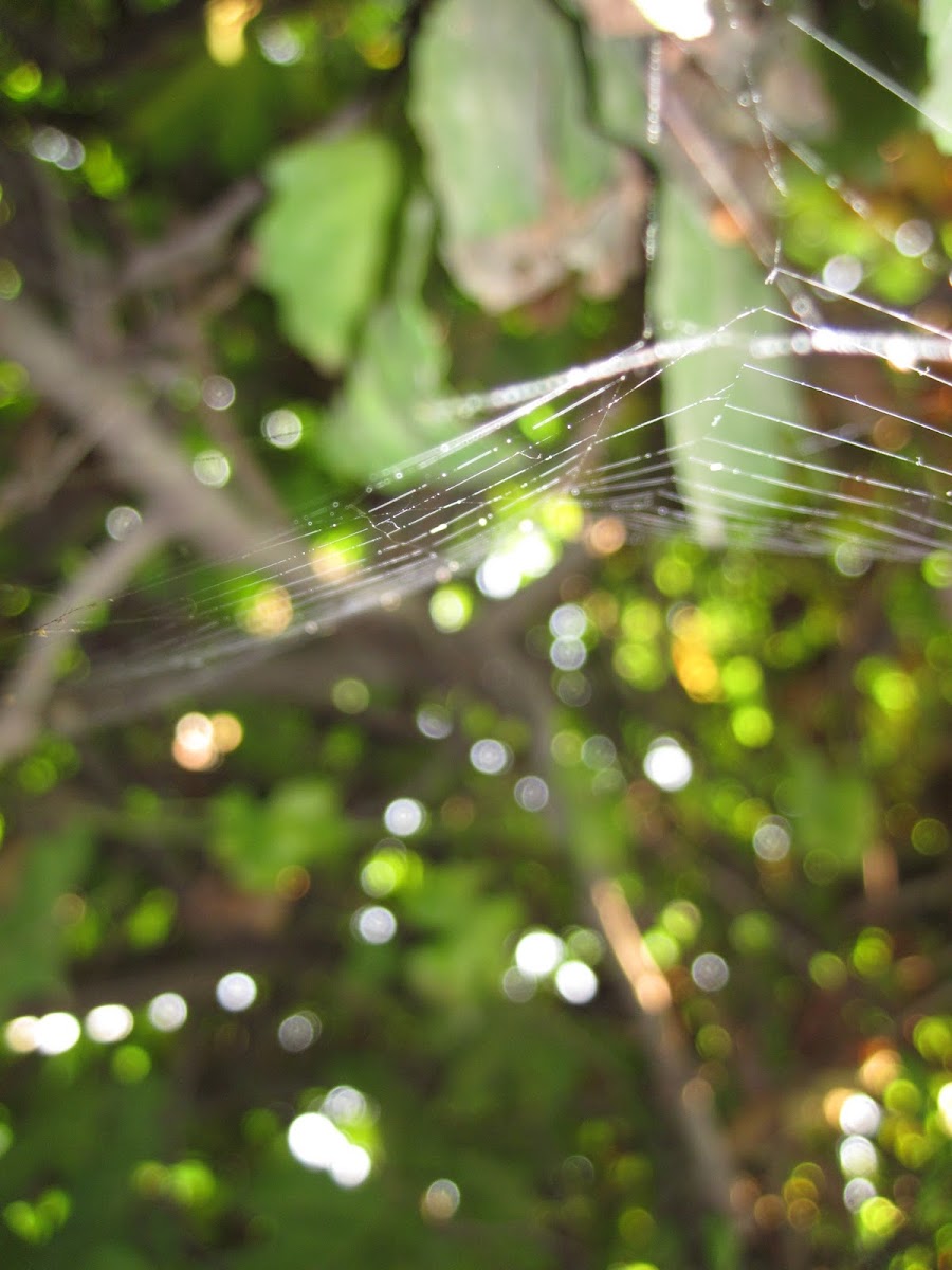 spider net