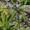 Bottle Gentian