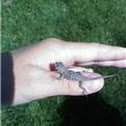 Small Reptile