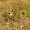 European Goldfinch