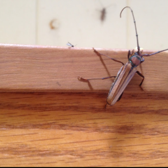 Monkeypod Roundheaded Borer Project Noah