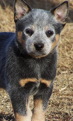 Australian Cattle Dog Wallpap