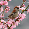 Russet Sparrow (male)
