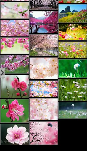 免費下載個人化APP|Mai Flower HD Wallpaper Free app開箱文|APP開箱王