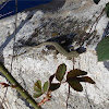 Common wall lizard (τοιχογουστέρα)