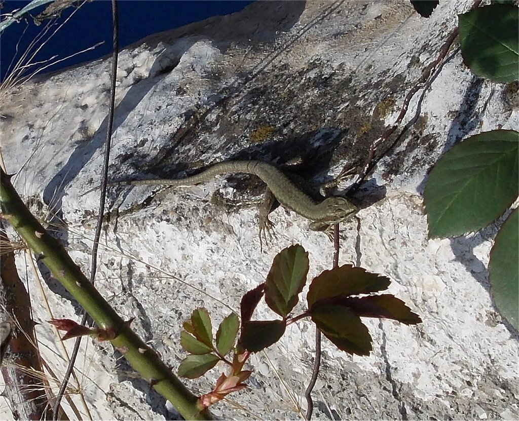 Common wall lizard (τοιχογουστέρα)