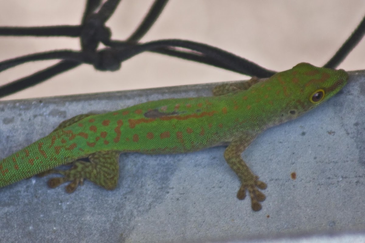 Green or Day gecko