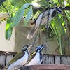 Blue-faced Honeyeaters (Adults & Juvenile)