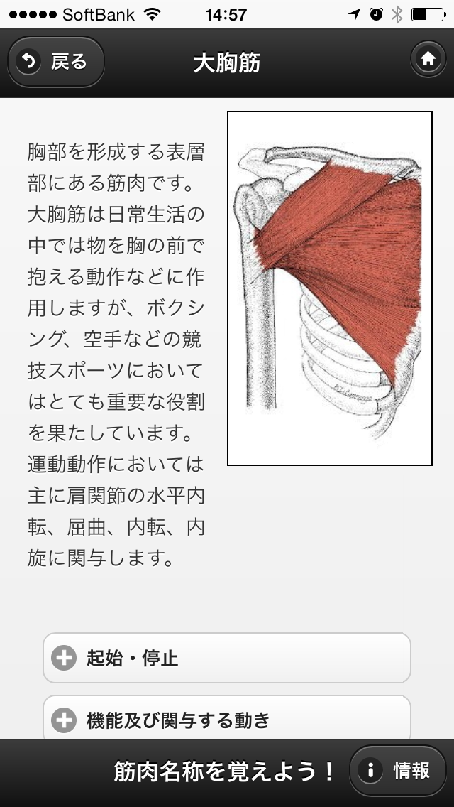 筋肉名称を覚えよう Screen 2
