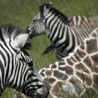 Damara Zebra