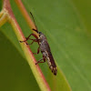 Araiobelus Weevil