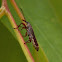 Araiobelus Weevil
