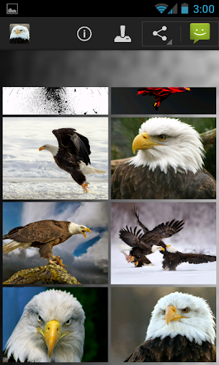 Eagle Wallpapers