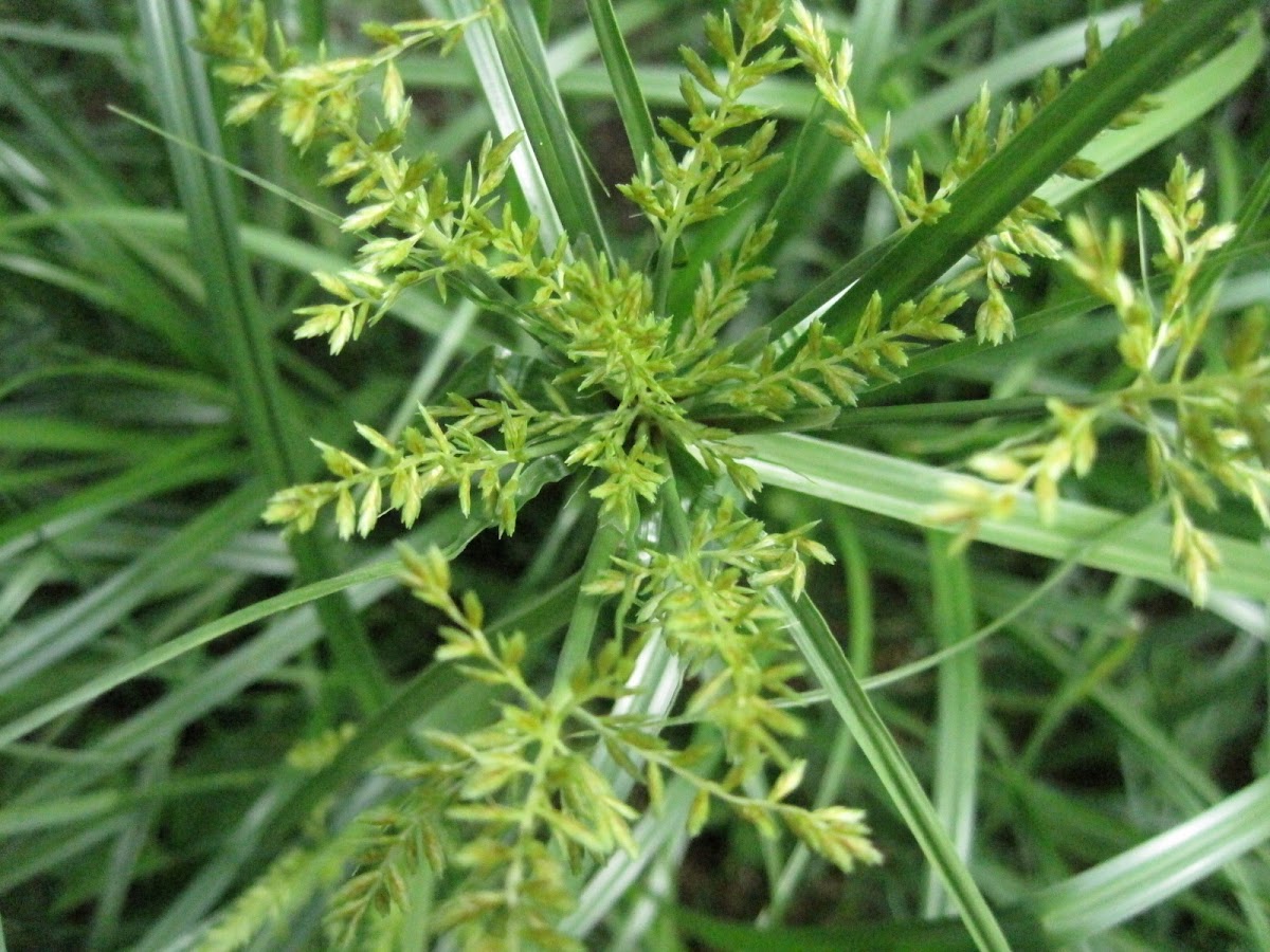 Yellow Nutsedge Project Noah