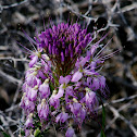 Rocky Mountain Beeweed