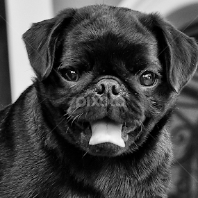 My name is CANON. by Edson Leguth - Animals - Dogs Puppies
