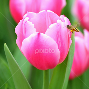 Tulip and Honey Bee by Leka Huie - Flowers Single Flower