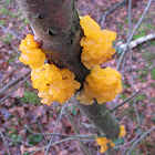 golden jelly fungus