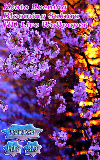 Kyoto Evening Blooming Sakura