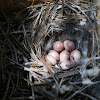 House Wren eggs