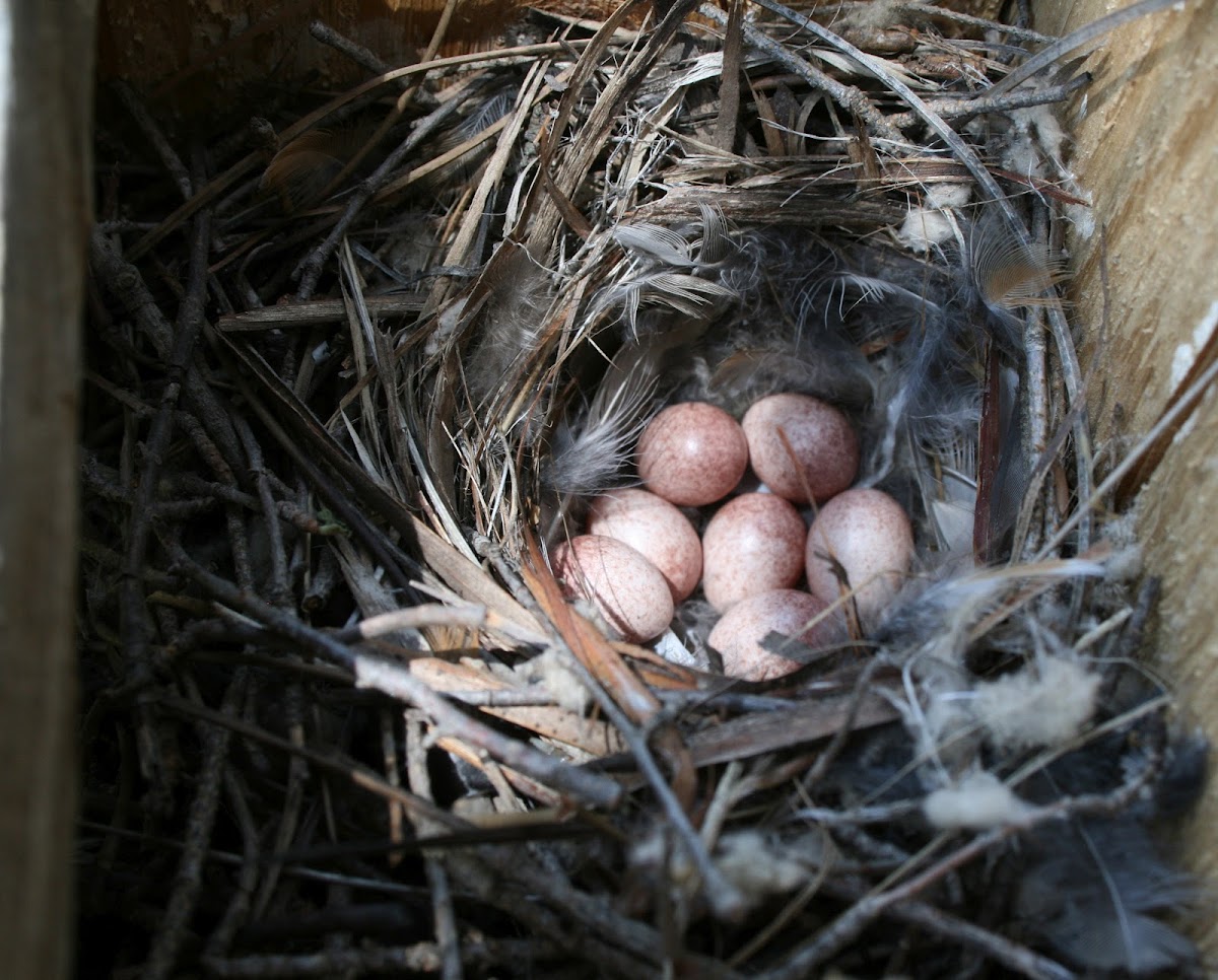 House Wren eggs