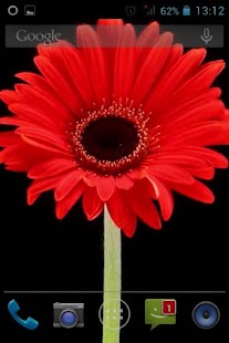 Download Flower Opening Live Wallpaper APK