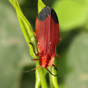Net-winged beetle